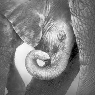 Fototapete Elefant & Nahorn