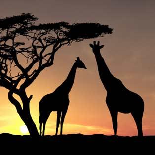 Leinwandbilder Giraffen