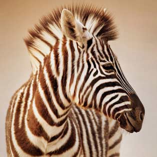 Leinwandbilder Zebras & Zitate