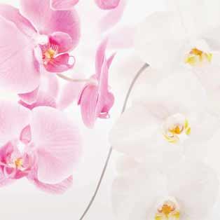 Glasbilder Orchideen