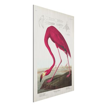 Aluminium Print gebürstet - Vintage Lehrtafel Amerikanischer Flamingo - Hochformat 3:2