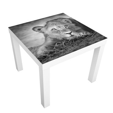 Möbelfolie für IKEA Lack - Klebefolie Lurking Lionbaby