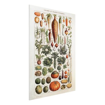 Forex Fine Art Print - Vintage Lehrtafel Gemüse - Hochformat 4:3