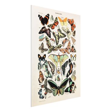 Forex Fine Art Print - Vintage Lehrtafel Schmetterlinge und Falter - Hochformat 4:3