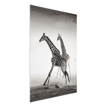 Forexbild - Giraffenjagd