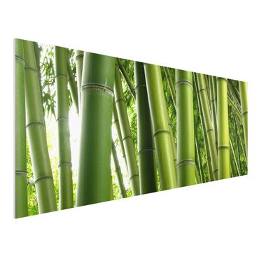Forexbild - Bamboo Trees No.1