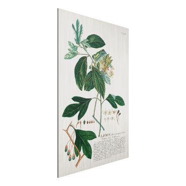 Aluminium Print gebürstet - Vintage Botanik Illustration Lorbeer - Hochformat 3:2
