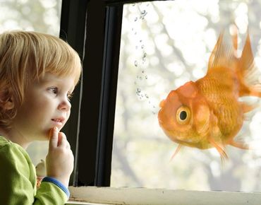 Fensterfolie - Sichtschutz Fenster Goldfish - Fensterbilder