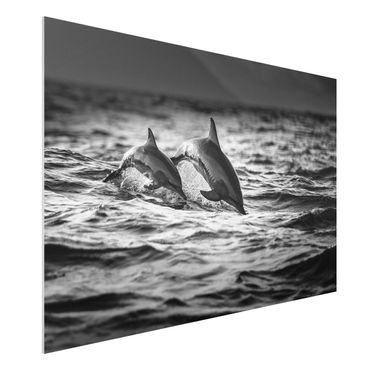 Forex Fine Art Print - Zwei springende Delfine - Querformat 2:3