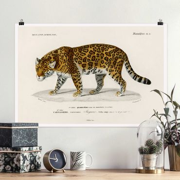 Poster - Vintage Lehrtafel Jaguar - Querformat 2:3