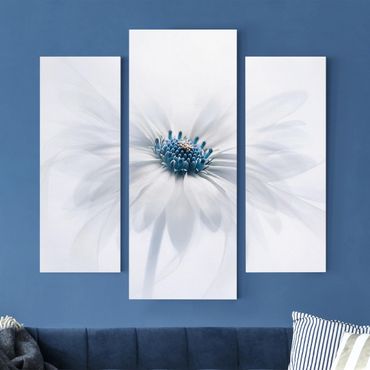 Leinwandbild 3-teilig - Gänseblümchen in Blau - Galerie Triptychon