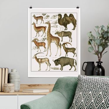 Poster - Vintage Lehrtafel Giraffe, Kamel und Lama - Hochformat 4:3