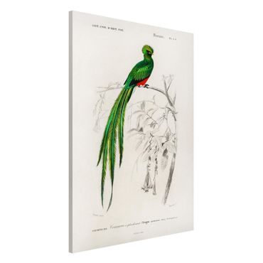 Magnettafel - Vintage Lehrtafel Tropischer Vogel I - Memoboard Hochformat 3:2