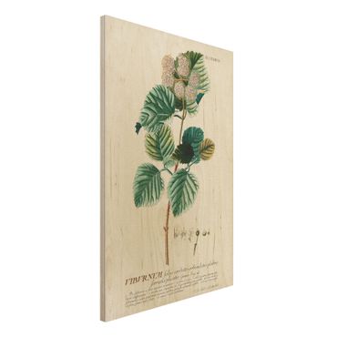 Holzbild - Vintage Botanik Illustration Schneeball - Hochformat 3:2