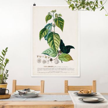 Poster - Vintage Botanik Illustration Kakao - Hochformat 3:2