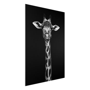 Forex Fine Art Print - Dunkles Giraffen Portrait - Hochformat 4:3