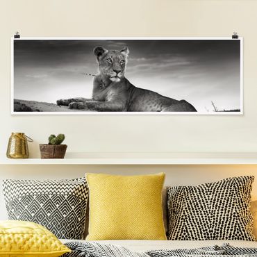 Poster - Resting Lion - Panorama Querformat