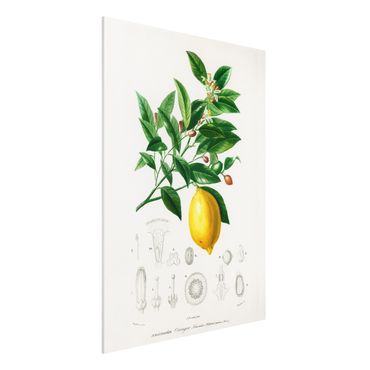Forex Fine Art Print - Botanik Vintage Illustration Zitrone - Hochformat 4:3