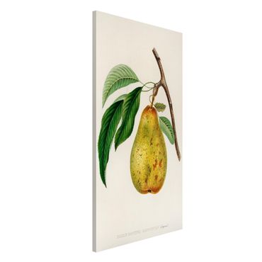 Magnettafel - Botanik Vintage Illustration Gelbe Birne - Memoboard Hochformat 4:3