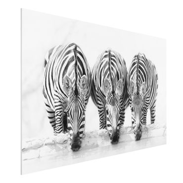 Forex Fine Art Print - Zebra Trio schwarz-weiß - Querformat 2:3