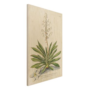 Holzbild - Vintage Botanik Illustration Yucca - Hochformat 3:2