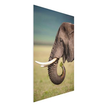 Forex Fine Art Print - Elefantenfütterung Afrika - Hochformat 3:2