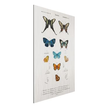 Aluminium Print gebürstet - Vintage Lehrtafel Schmetterlinge I - Hochformat 3:2