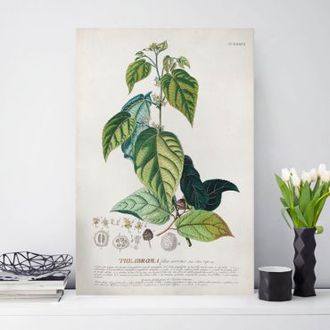Leinwandbild - Vintage Botanik Illustration Kakao - Hochformat 3:2