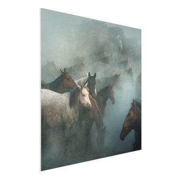 Forex Fine Art Print - Wilde Pferde - Quadrat 1:1