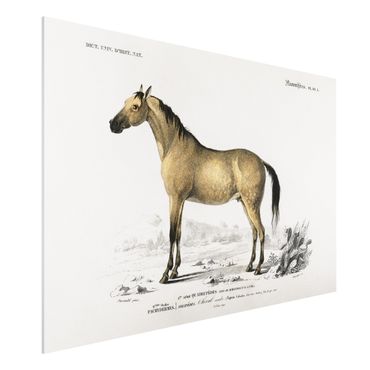 Forex Fine Art Print - Vintage Lehrtafel Pferd - Querformat 2:3