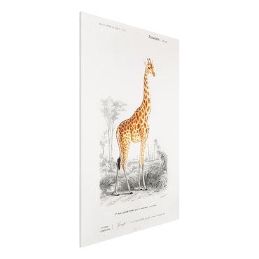 Forex Fine Art Print - Vintage Lehrtafel Giraffe - Hochformat 3:2