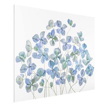Forex Fine Art Print - Blaue Hortensienblüten - Querformat 3:4