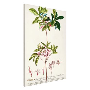 Magnettafel - Vintage Botanik Illustration Azalee - Memoboard Hochformat 3:2