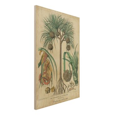 Holzbild - Vintage Lehrtafel Exotische palmen I - Hochformat 3:2