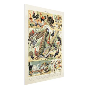 Forex Fine Art Print - Vintage Lehrtafel Europäische Vögel - Hochformat 4:3