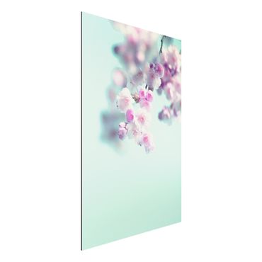 Alu-Dibond - Farbenfrohe Kirschblüten - Querformat