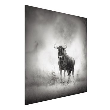 Forexbild - Staring Wildebeest