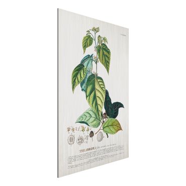 Aluminium Print gebürstet - Vintage Botanik Illustration Kakao - Hochformat 3:2