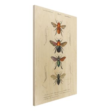 Holzbild - Vintage Lehrtafel Insekten - Hochformat 3:2