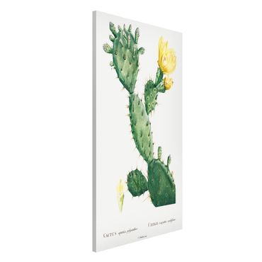 Magnettafel - Botanik Vintage Illustration Kaktus mit gelber Blüte - Memoboard Hochformat 4:3