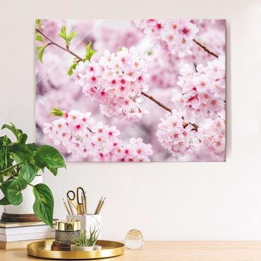 Glasbild - Japanische Kirschblüten - Querformat 4:3