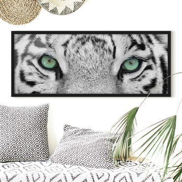 Bild mit Rahmen - Weißer Tiger - Panorama Querformat