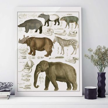 Glasbild - Vintage Lehrtafel Elefant, Zebra und Nashorn - Hochformat 4:3