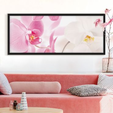 Bild mit Rahmen - Delicate Orchids - Panorama Querformat