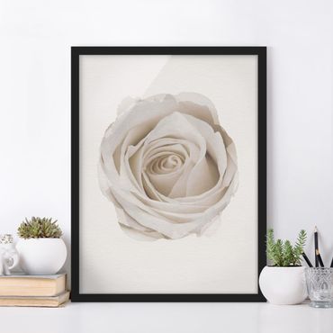 Bild mit Rahmen - Wasserfarben - Pretty White Rose - Hochformat 4:3