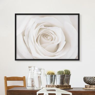 Bild mit Rahmen - Pretty White Rose - Querformat 3:4