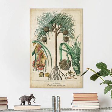 Glasbild - Vintage Lehrtafel Exotische palmen I - Hochformat 3:2