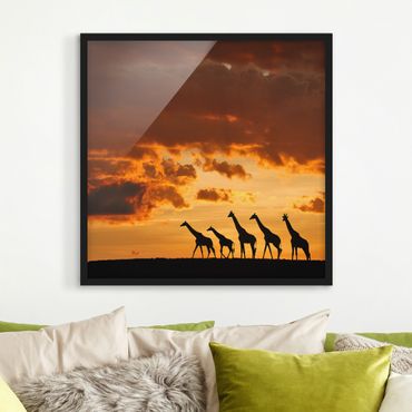 Bild mit Rahmen - Fünf Giraffen - Quadrat 1:1