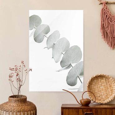Glasbild - Eukalyptuszweig im Weißen Licht - Hochformat
