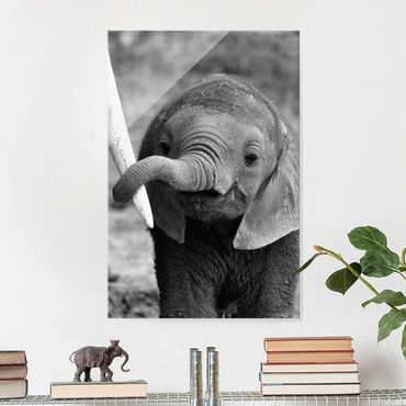 Glasbild - Elefantenbaby - Hoch 2:3